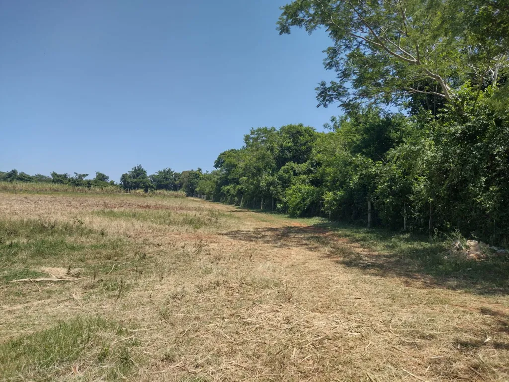 VENDO en NUEVA ITALIA Propiedad AGRICOLA 5 hectáreas a 200m de Ruta Asfaltada — foto 3