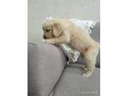Golden retriever 🐕 ✨️ hembrita