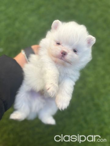 Perros - Gatos - Lulú de Pomerania hembra y macho