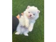 Lulú de Pomerania hembra y macho