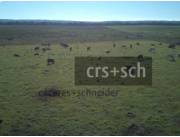476 ha para Ganaderia