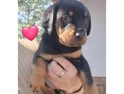 ROTTWEILER RAZA PURA