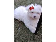 BICHON MALTES