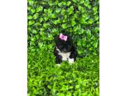 CANICHE HEMBRA