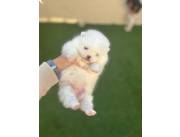 Pomerania mini hembras