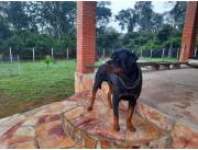 ROTTWEILER, CACHORROS MACHOS y HEMBRAS