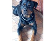 ROTTWEILER ALEMÁN, PURO, CACHORROS HEMBRAS y MACHOS
