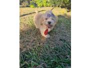 Lhapsa apso