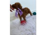 Caniche roja