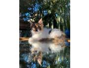 Maine coon hembras