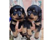 Rottweiler