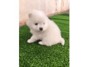 Pomerania mini cara de oso hembra