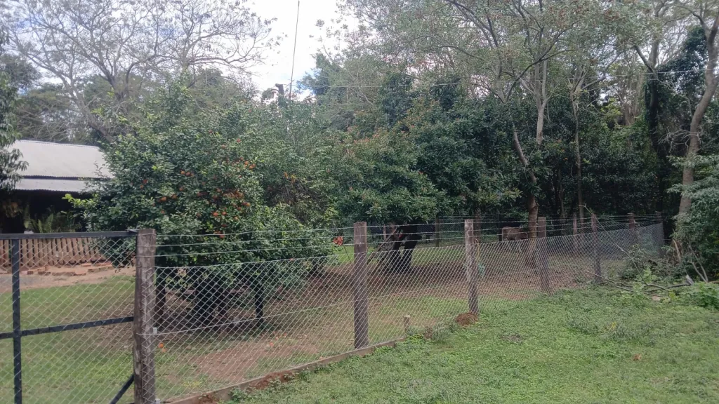 SAN JOSE DE LOS ARROYOS, CAAGUAZÚ: BELLEZA! 20 HAS, GRANJA FORMADA EN FUNCIONAMIENTO. — foto 2