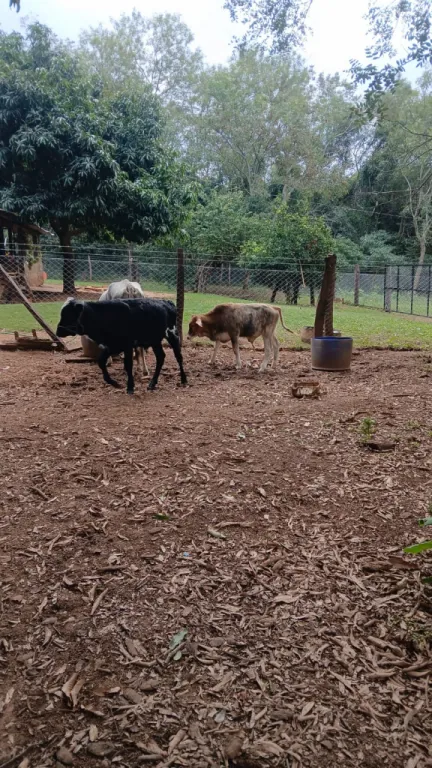 SAN JOSE DE LOS ARROYOS, CAAGUAZÚ: BELLEZA! 20 HAS, GRANJA FORMADA EN FUNCIONAMIENTO. — foto 3