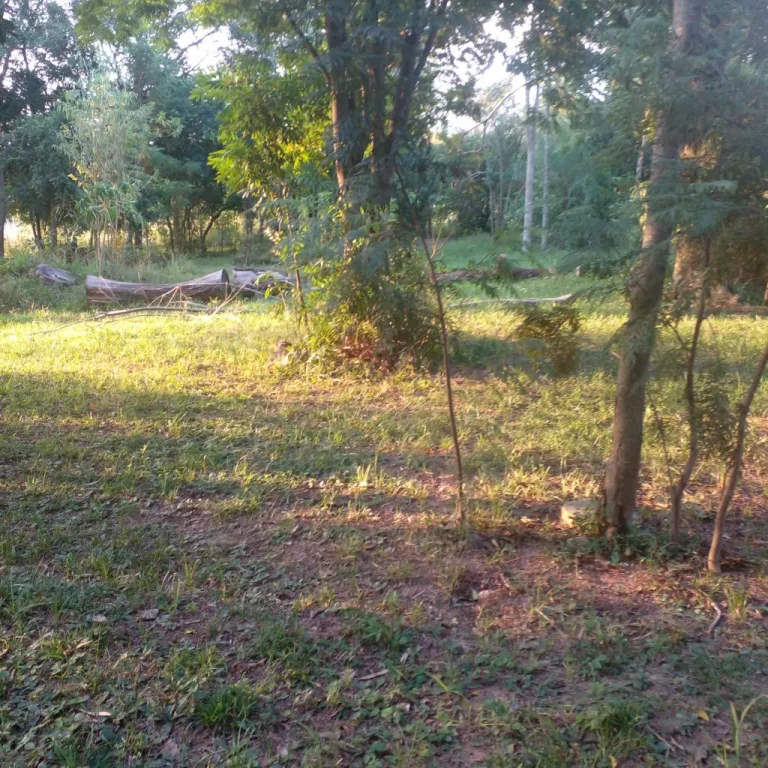 SAN JOSE DE LOS ARROYOS, CAAGUAZÚ: 50 HAS, S RUTA, ESTABLECIMIENTO DESARROLLADO, ALAMBRAD — foto 2
