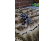 SCHNAUZER MINI