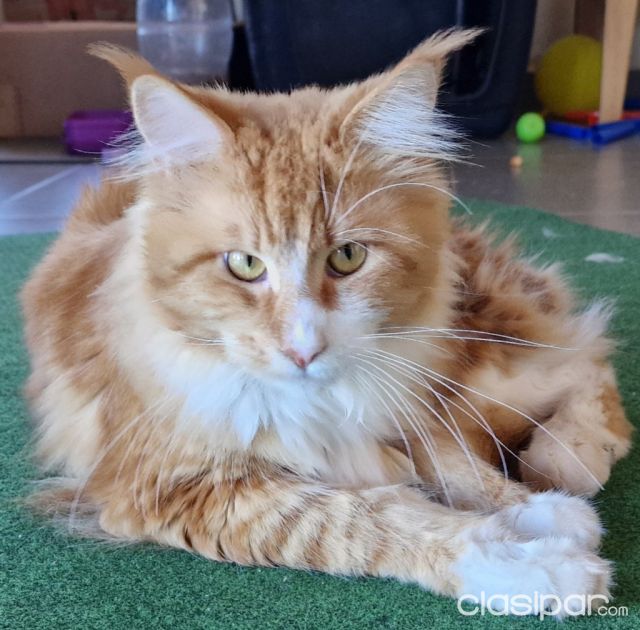 Perros - Gatos - Gatitos/as Maine Coon Persa Bengala Siames