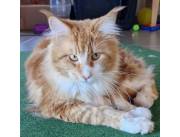Gatitos/as Maine Coon Persa Bengala Siames