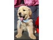 Golden retriever 🐕 ✨️