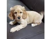 Cocker hembra hermosa 🐕💖✨️✨️✨️