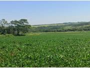Campo Agrícola/Ganadero en Capitan Miranda - 50 Ha.