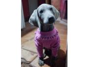 Weimaraner
