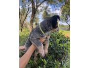 Pastor australiano Blue Heeler