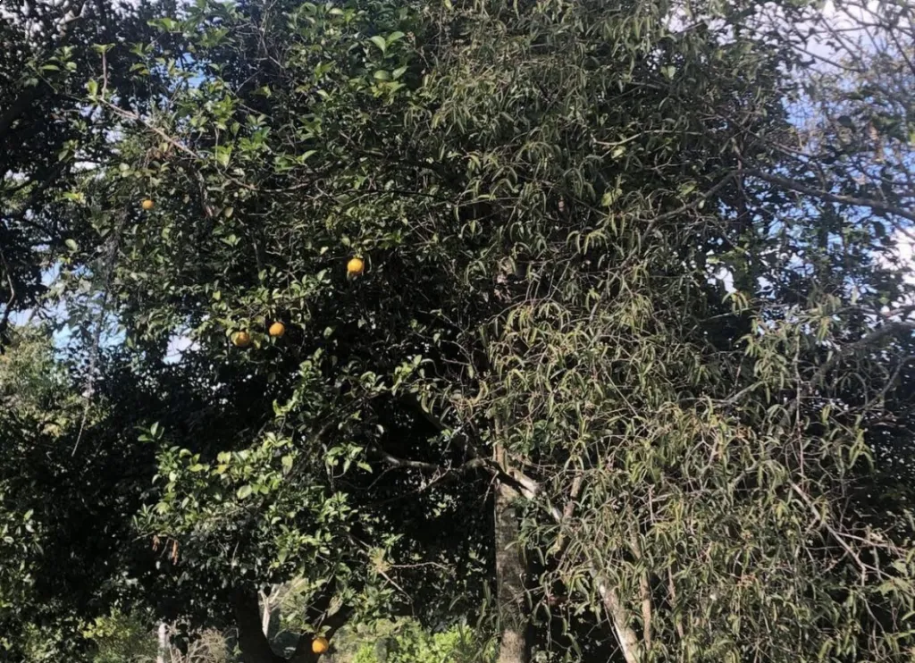 TERRENOS ALTOS - SANBER — foto 3