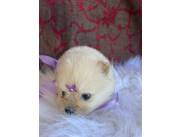 Pomerania mini hembra