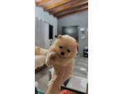 Pomerania miniatura hembra