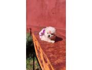 Pomerania hembra mini