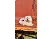 Pomerania miniatura hembra