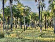 8 HA. DE CAMPO EN ATYRA - ZONA SAN VICENTE