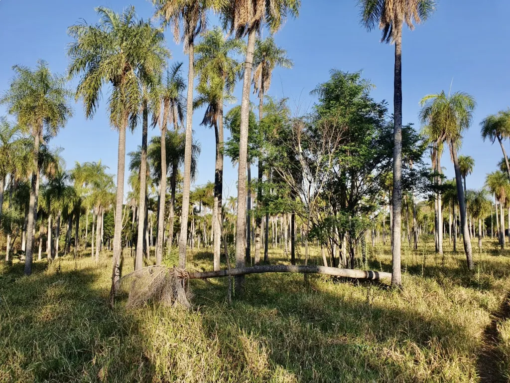 8 HA. DE CAMPO EN ATYRA - ZONA SAN VICENTE — foto 3