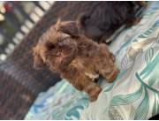 SHIHTZU MACHO CHOCOLATE