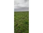 VENDO 4000 HECTAREAS A 43 KILÓMETROS DE SAN IGNACIO MISIONES