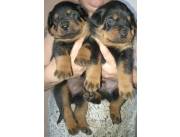 Rottweiler