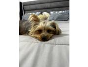 Yorkshire terrier busca novio