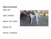 vendo ponys y caballos