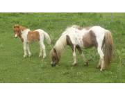 Vendo ponys y caballos.
