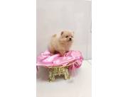 Pomerania hembra mini