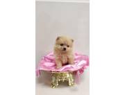 Pomerania hembra mini