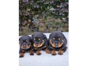 Rottweiler