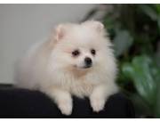 Pomerania