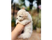 CANICHE MACHO