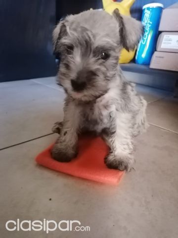 Perros - Gatos - SCHNAUZER MINI