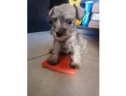 SCHNAUZER MINI