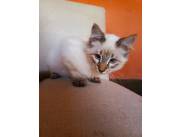 Gato Siberiano