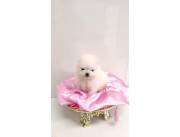 Pomerania hembra mini