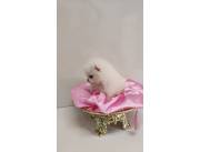 Mini lulu de pomerania